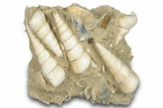 Fossil Gastropod (Haustator) Cluster - Damery, France #284443