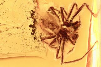 Detailed Fossil Spider (Acrometa) In Baltic Amber #284585