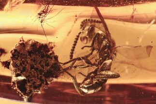 Fossil Parasitoid Wasp (Pteromalidae) In Baltic Amber #284614