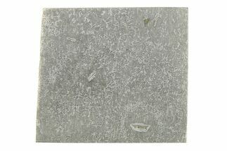 Balambala Iron Meteorite Slice ( g) - Rare IIF Iron #284600