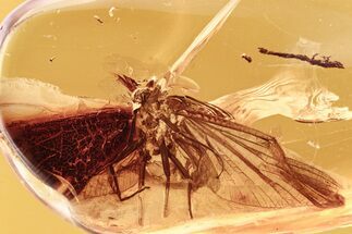 Fossil Mayfly (Ephemeroptera) In Baltic Amber #284637