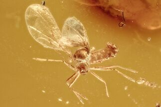 Small Fossil Gall Midge (Cecidomyiidae) In Baltic Amber #284639