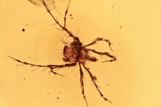 Fossil Hairy Mite (Acari) Fossil in Baltic Amber #284662
