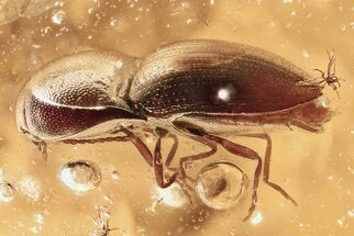 Detailed Fossil Click Beetle (Elateridae) in Baltic Amber #284691
