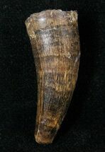 Unusually Large Leidyosuchus Tooth - Montana #16024