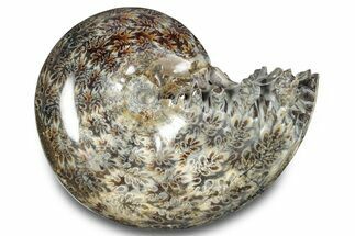 Polished Ammonite (Phylloceras) Fossil - Madagascar #283504