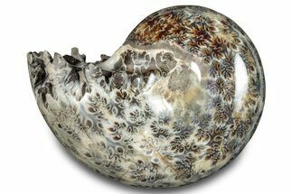 Polished Ammonite (Phylloceras) Fossil - Madagascar #283509
