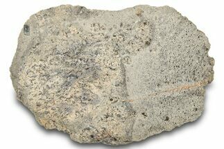 Eucrite Meteorite End Cut (g) - Jikharra #284832