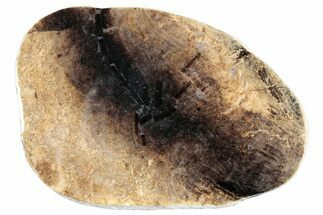 Jurassic Purbeck Fossil Wood Slab - Dorset, England #284991