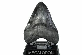 Serrated, Fossil Megalodon Tooth - South Carolina #285008