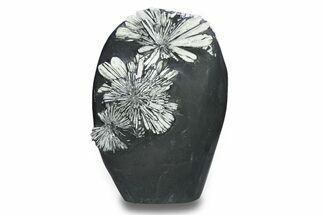 Polished Chrysanthemum Stone - China #285001