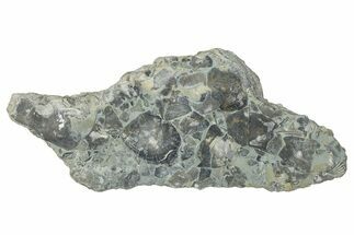 Fossil Brachiopod (Rafinesquina) and Bryozoan Plate - Indiana #285105