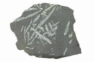 Fossil Graptolite (Didymograptus) Cluster - Wales #284943