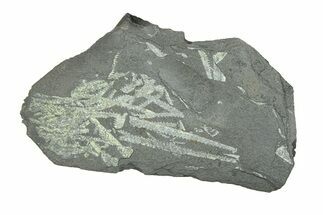 Fossil Graptolite (Didymograptus) Cluster - Wales #284948