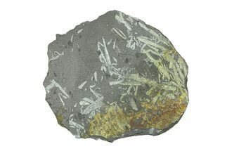 Fossil Graptolite (Didymograptus) Cluster - Wales #284951