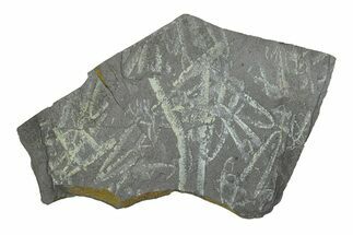 Fossil Graptolite (Didymograptus) Cluster - Wales #284957