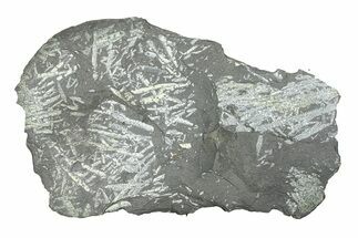 Fossil Graptolite (Didymograptus) Cluster - Wales #284960