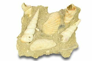 Fossil Marine Gastropod Cluster (Haustator) - Gironde, France #284915