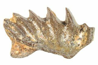 Cretaceous Lungfish (Ceratodus) Tooth Plate - Morocco #285260