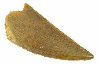 Serrated, Raptor Tooth - Real Dinosaur Tooth #285172
