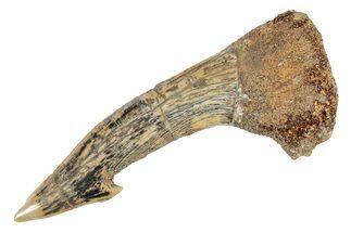 Fossil Sawfish (Onchopristis) Rostral Barb - Morocco #285517