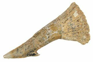 Fossil Sawfish (Onchopristis) Rostral Barb - Morocco #285524