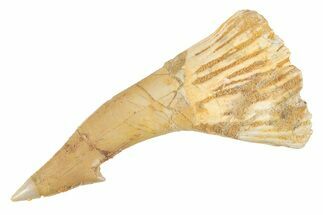 Fossil Sawfish (Onchopristis) Rostral Barb - Morocco #285527