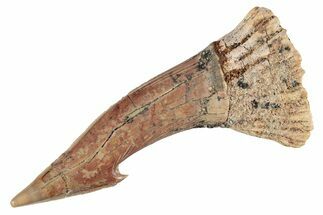 Fossil Sawfish (Onchopristis) Rostral Barb - Morocco #285529
