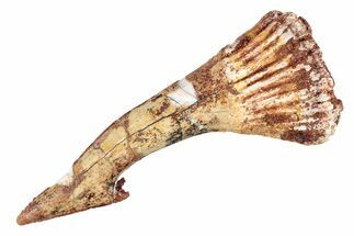 Fossil Sawfish (Onchopristis) Rostral Barb - Morocco #285534