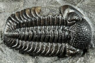 Prone Eldredgeops Trilobite Fossil - New York #285638