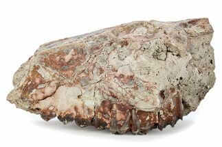 Fossil Oreodont (Merycoidodon) Partial Upper Skull - South Dakota #285669