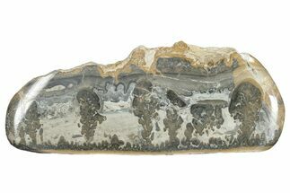 Triassic Aged Stromatolite Fossil - England #285753
