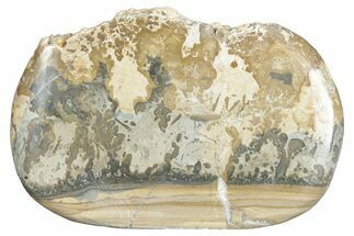 Triassic Aged Stromatolite Fossil - England #285772