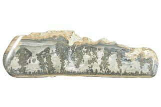 Triassic Aged Stromatolite Fossil - England #285774