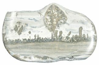 Triassic Aged Stromatolite Fossil - England #285784