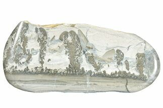 Triassic Aged Stromatolite Fossil - England #285790