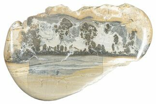 Triassic Aged Stromatolite Fossil - England #285791