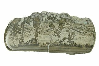 Triassic Aged Stromatolite Fossil - England #285834