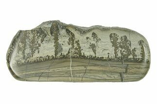 Triassic Aged Stromatolite Fossil - England #285835