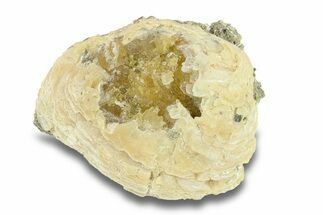 Fossil Clam (Mercenaria) with Fluorescent Calcite - Rucks Pit, FL #285861