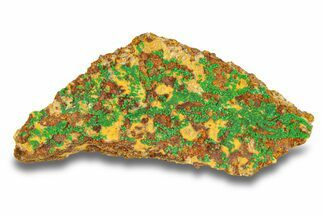 Striking Green Conichalcite Formation - Utah #284972