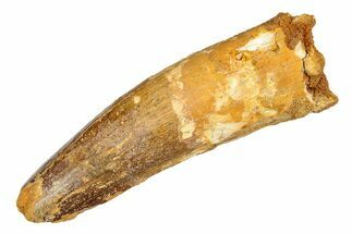 Fossil Spinosaurus Tooth - Real Dinosaur Tooth #285982