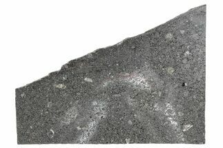 Polished Mesosiderite Meteorite Slice ( g) - NWA #286220