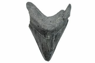 Serrated, Fossil Megalodon Tooth - South Carolina #286477