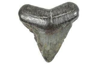 Juvenile Megalodon Tooth - South Carolina #286529