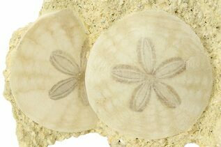 Sand Dollars For Sale