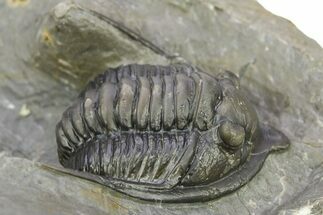 Multi-Toned Diademaproetus Trilobite - Ofaten, Morocco #286547