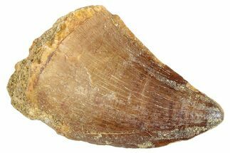 Fossil Mosasaur (Prognathodon) Tooth - Morocco #286284