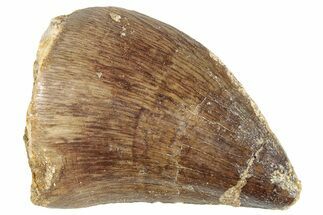 Fossil Mosasaur (Prognathodon) Tooth - Morocco #286291