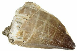 Fossil Mosasaur (Prognathodon) Tooth - Morocco #286302